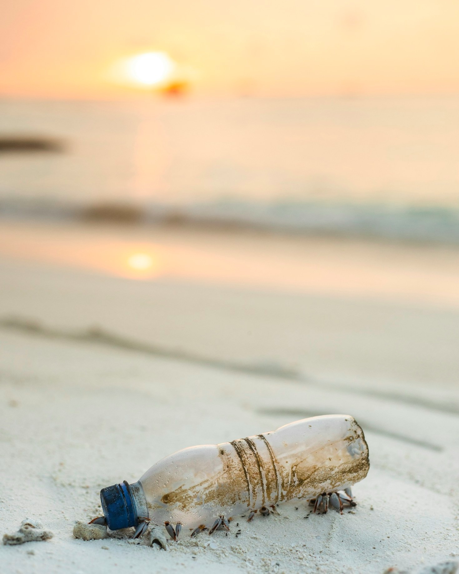 The Impact of Plastic Pollution on Scottish Wildlife